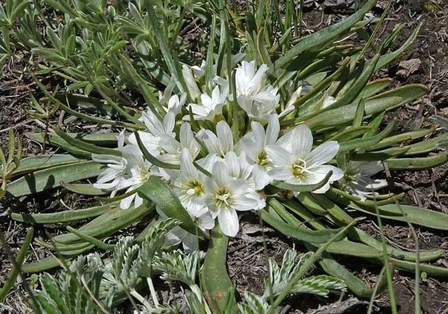 Lewisia Nevadensis Seeds - Nevada Lewisia Wildflower Seeds - 10 Seed Pack - Image 2