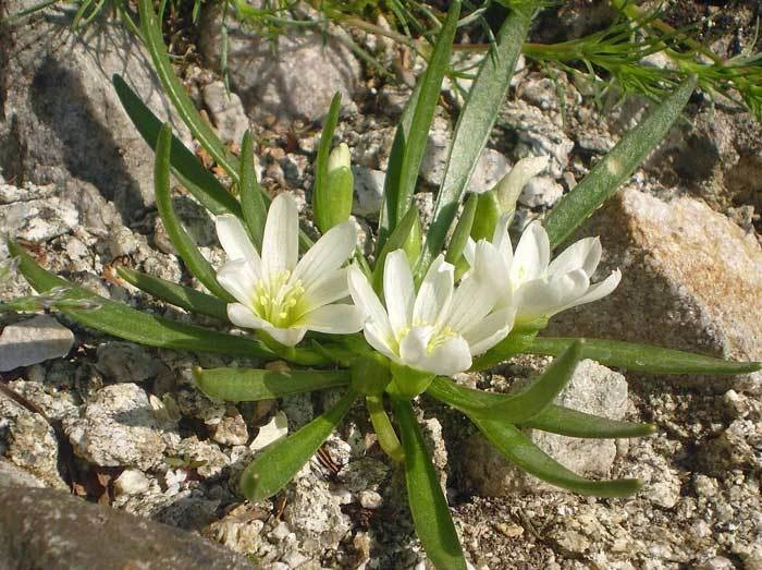Lewisia Nevadensis Seeds - Nevada Lewisia Wildflower Seeds - 10 Seed Pack - Image 1