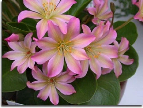 Lewisia Tweedyi Seeds - 10 Seeds - Rare Alpine Perennial Flower Seeds - Image 1