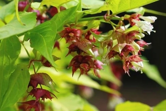 Leycesteria formosa Aurea Gold Leaf Honeysuckle Seeds - 15 Seed Pack - Image 1