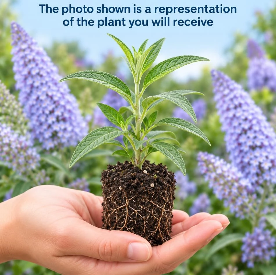 Light Blue Butterfly Bush Live Plant, Buddleia Shrub, 4-6 Inches Tall, Outdoor Starter Plant - Image 3
