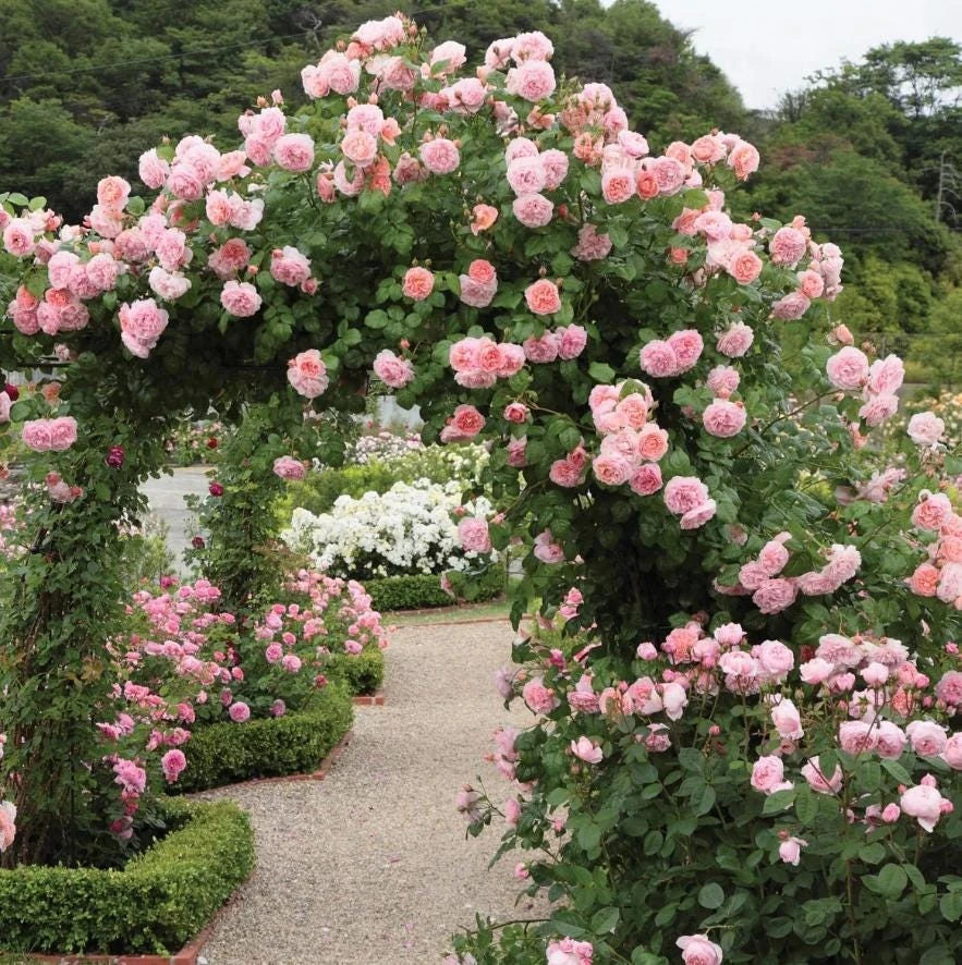Light Pink Climbing Rose Plant - Live Flowering Vine - 3 inch Pot - Outdoor - Image 1