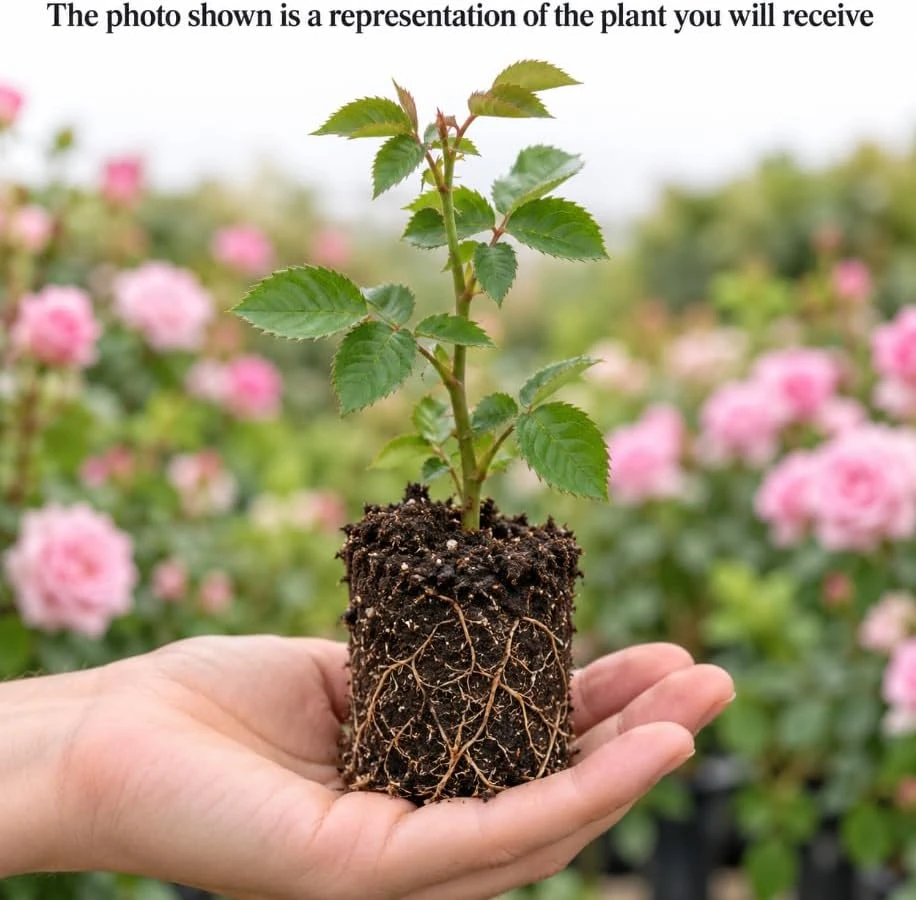 Light Pink Rose Live Plant - 4-6 Inches Tall, Fragrant Reblooming Flowers, Outdoor - Image 3