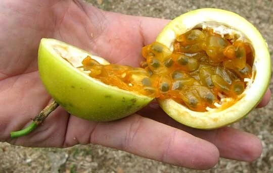 Lilikoi Passion Fruit Seeds - Passiflora flavicarpa - 10 Perennial Seeds - Image 2