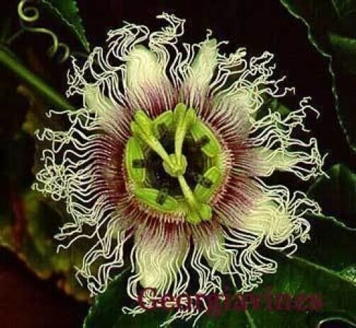 Lilikoi Passion Fruit Seeds - Passiflora flavicarpa - 10 Perennial Seeds - Image 1
