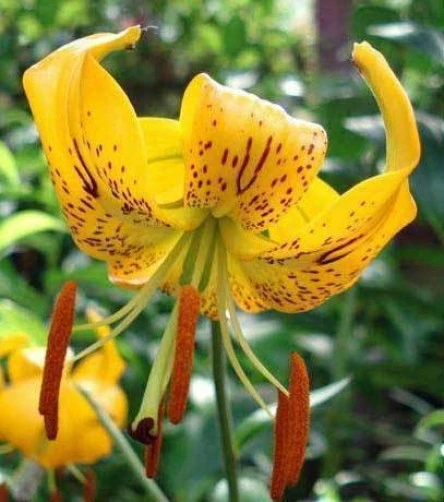 Lilium Amabile Luteum Seeds – 10 Count Rare Korean Lily Flower Seeds - Image 1