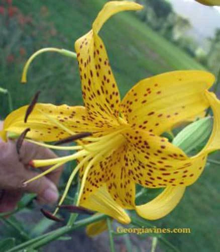 Lilium auratum Seeds - Golden-Rayed Lily Flower Seeds - 10 Count Perennial - Image 1
