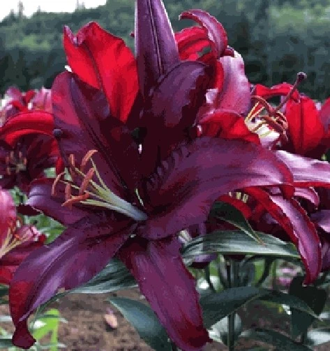 Lilium Firebolt Seeds - Darkest Maroon Lily Flower Seeds - 10 Perennial Seeds - Image 1