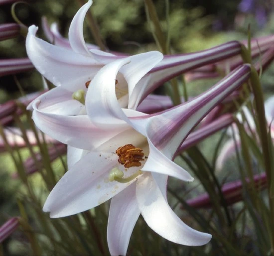 Lilium formosanum v. pricei Seeds - Fragrant Lily Seeds - 10 Count Perennial - Image 1