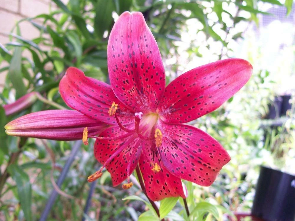 Lilium Little Rascals Oriental Strain Seeds - 5 Seeds Perennial - Image 1