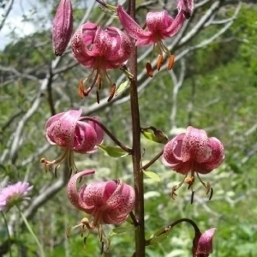 Lilium Martagon Seeds - Turk's Cap Lily Seeds - 10 Count Perennial - Image 2