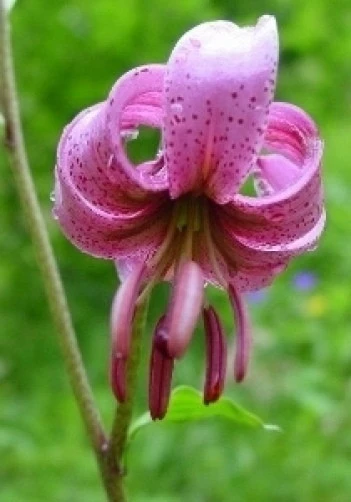 Lilium Martagon Seeds - Turk's Cap Lily Seeds - 10 Count Perennial - Image 1