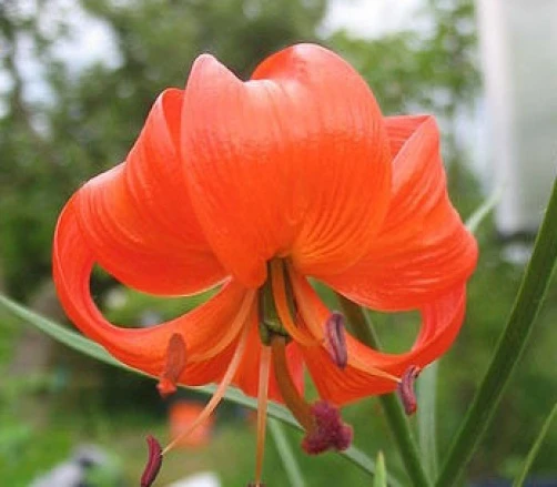 Lilium pumilum Siberian Turks Cap Lily Seeds - 10 Count Perennial - Image 1