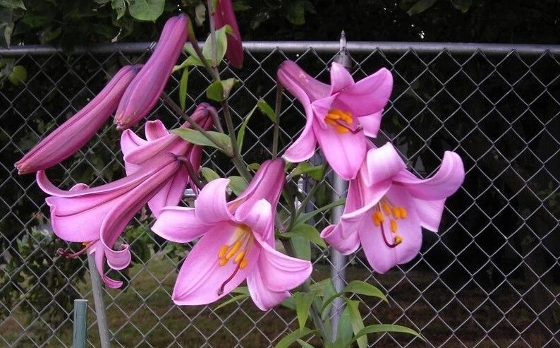 Lilium Summer Palace Strain Seeds - 8 Seeds for Perennial Garden - Image 1