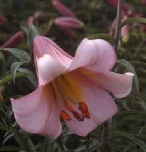 Lilium Summer Palace Strain Seeds - 8 Seeds for Perennial Garden - Image 2