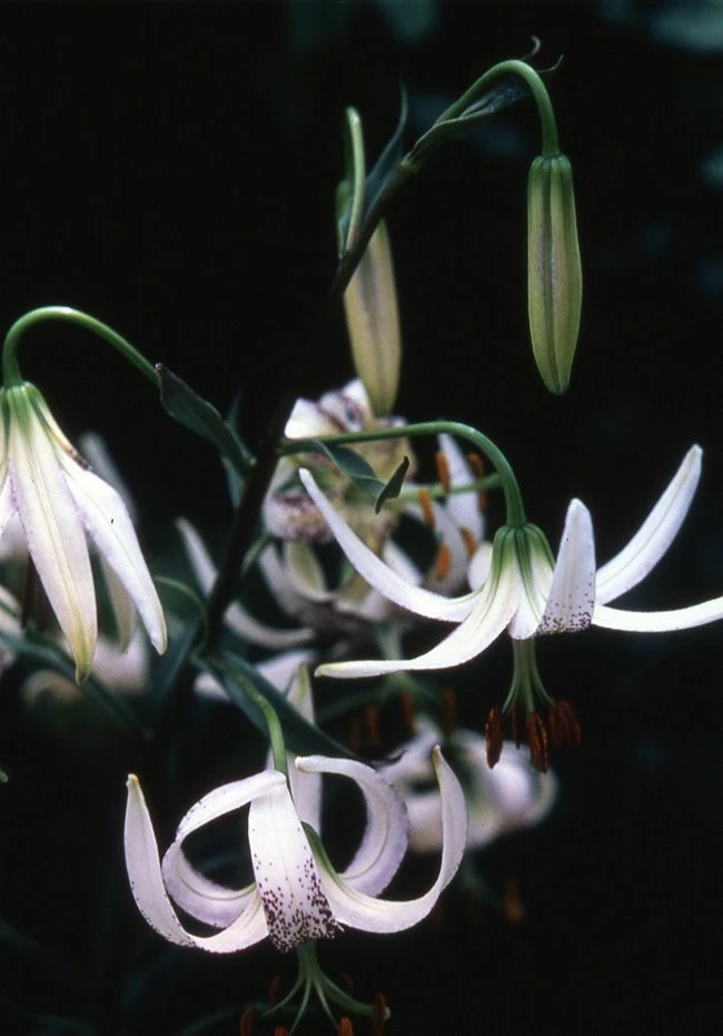 Lilium taliense Seeds – Rare Epigeal Lily – 5 Seed Pack – Perennial - Image 1