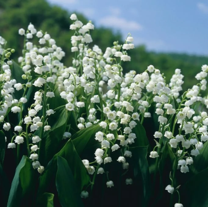 Lily of the Valley Bare Roots - Set of 10 Fragrant White Flowers, Hardy Perennial Ground Cover, Shade Garden Plants - Image 2