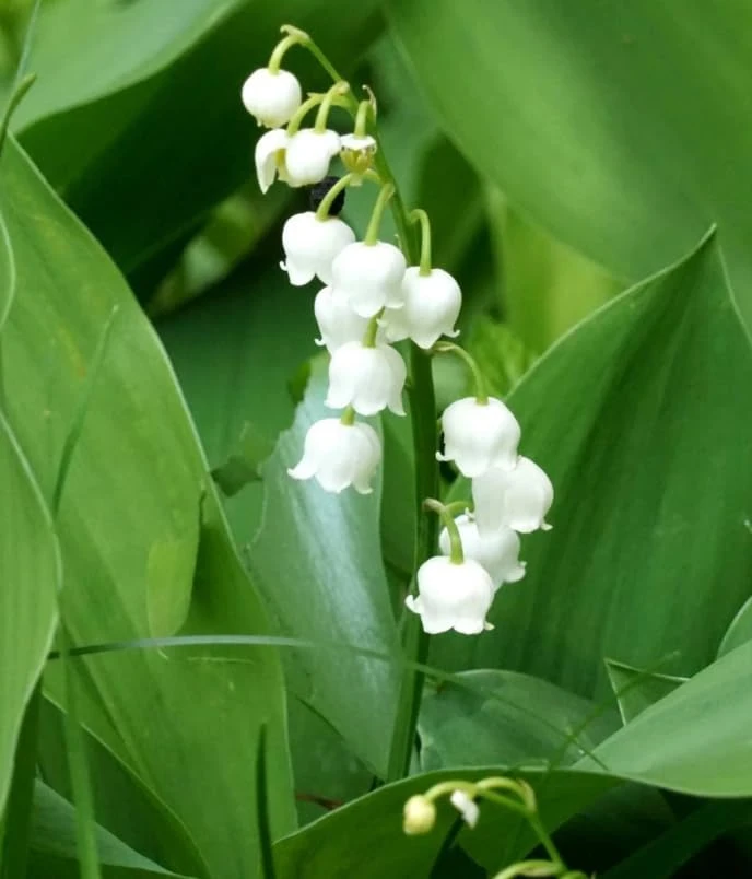 Lily of the Valley Bare Roots - Set of 10 Fragrant White Flowers, Hardy Perennial Ground Cover, Shade Garden Plants - Image 3
