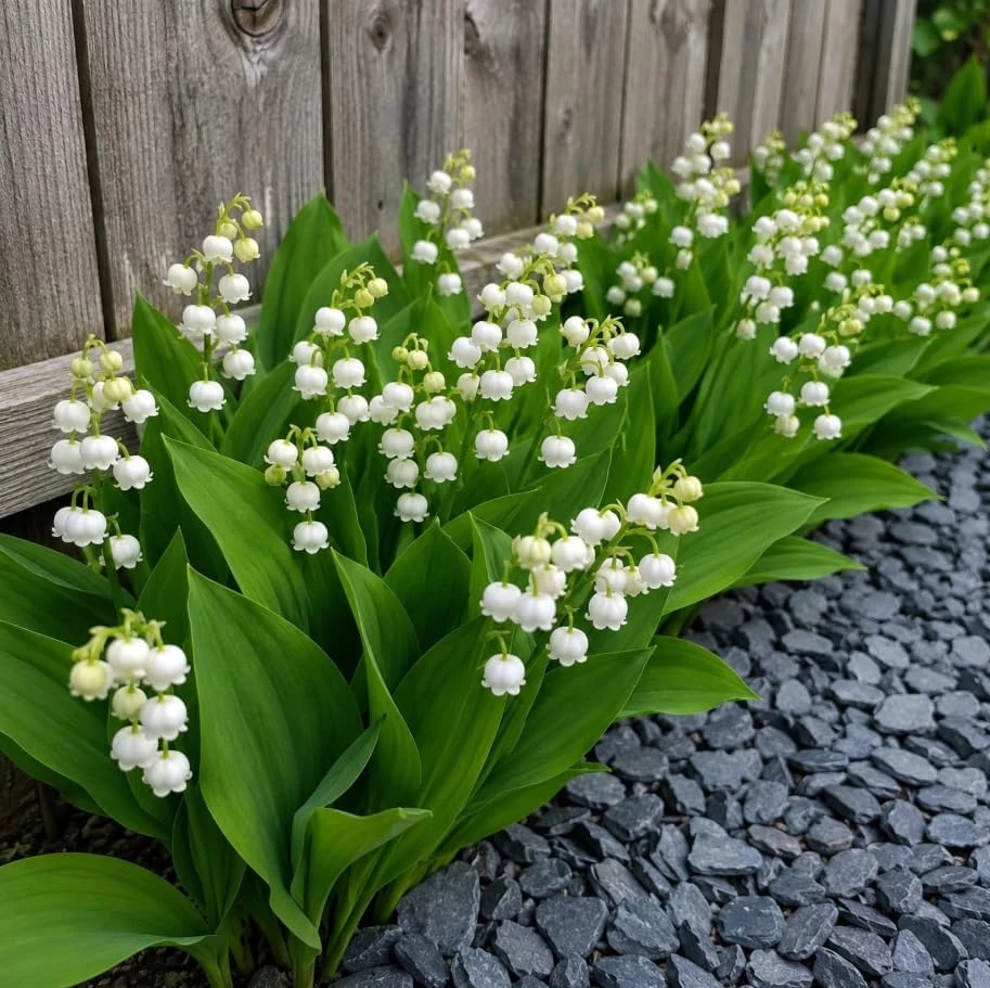 Lily of the Valley Bare Roots - Set of 10 Fragrant White Flowers, Hardy Perennial Ground Cover, Shade Garden Plants - Image 4