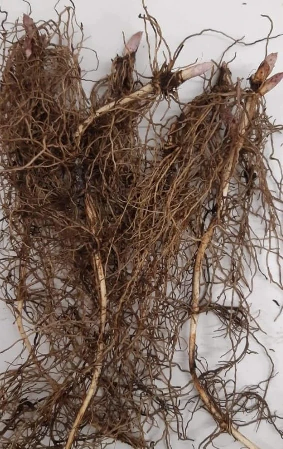 Lily of the Valley Bare Roots - Set of 10 Fragrant White Flowers, Hardy Perennial Ground Cover, Shade Garden Plants - Image 5