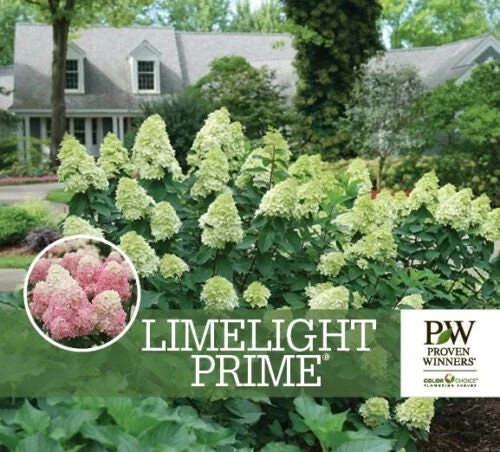 Limelight Prime Panicle Hydrangea Live Shrub – White to Pink Blooms – 4-6 ft - Image 1