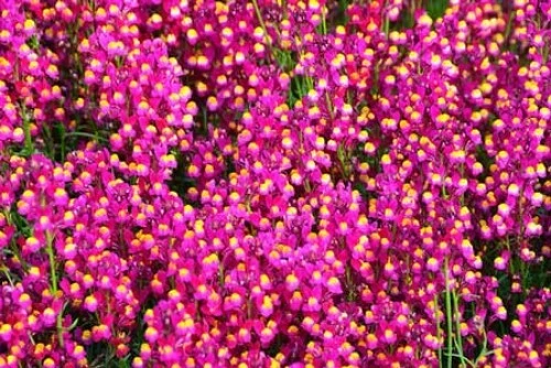 Linaria Enchantment Toadflax Seeds - 10 Multi-Pelleted Flower Seeds - Image 1