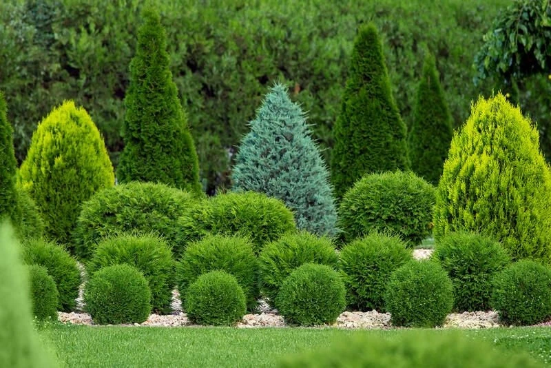 Little Giant Dwarf Arborvitae Live Plant - 1 Gallon Pot - Evergreen Shrub - Image 2