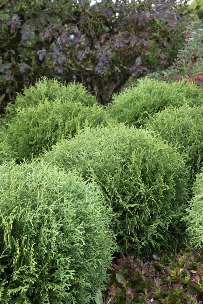 Little Giant Dwarf Arborvitae Live Plant - 1 Gallon Pot - Evergreen Shrub - Image 1