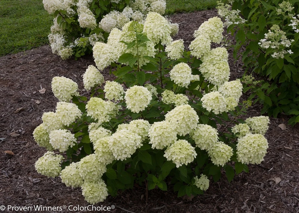 Little Lime Hydrangea Live Plant – 6-12 inch, Quart Pot, Outdoor Shrub - Image 1