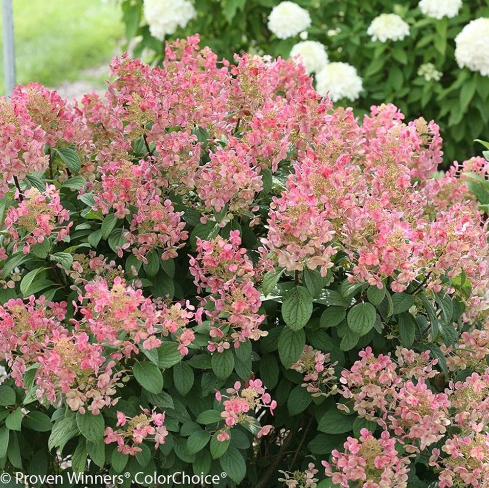 Little Quick Fire Hydrangea Live Plant - 6-12 inch Shrub in Quart Pot - Image 1