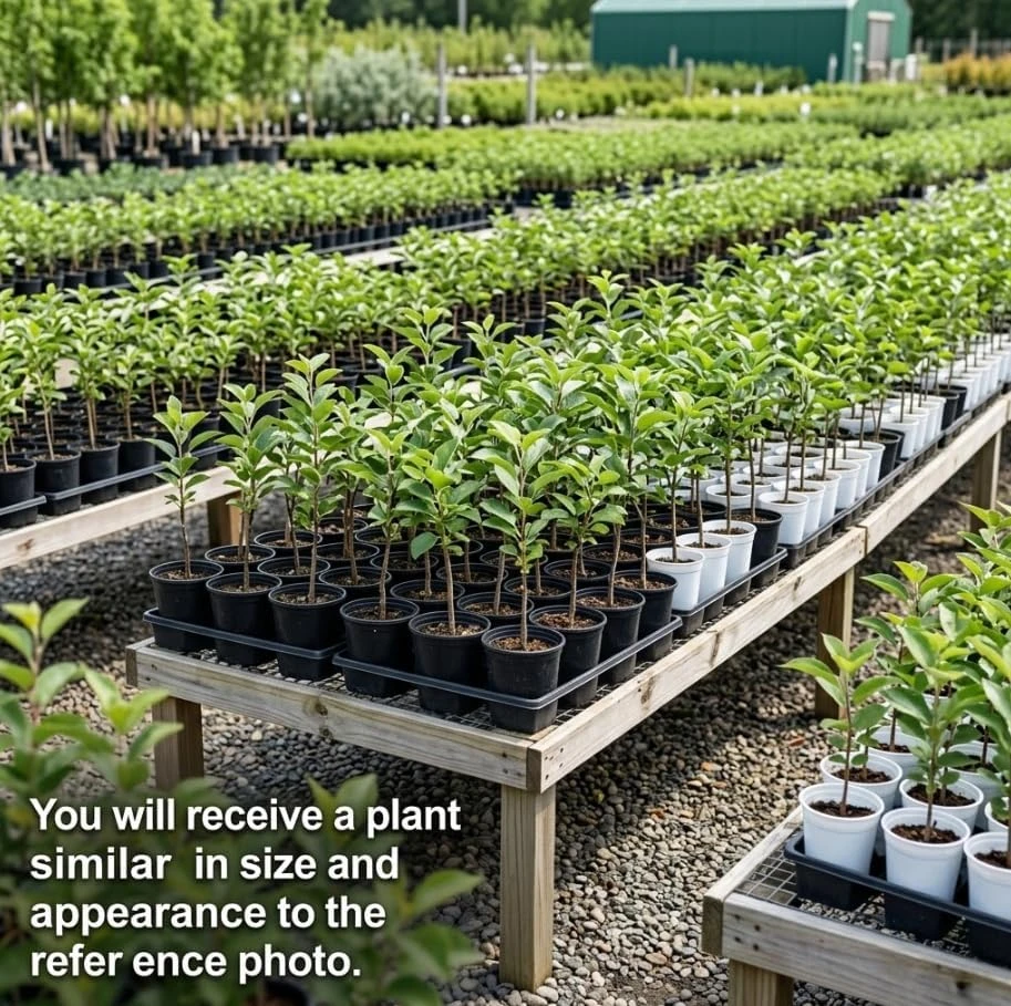 Live Apple Tree Starter Plant - Random Variety 1-2 Ft Tall - Fruit Tree - Image 2
