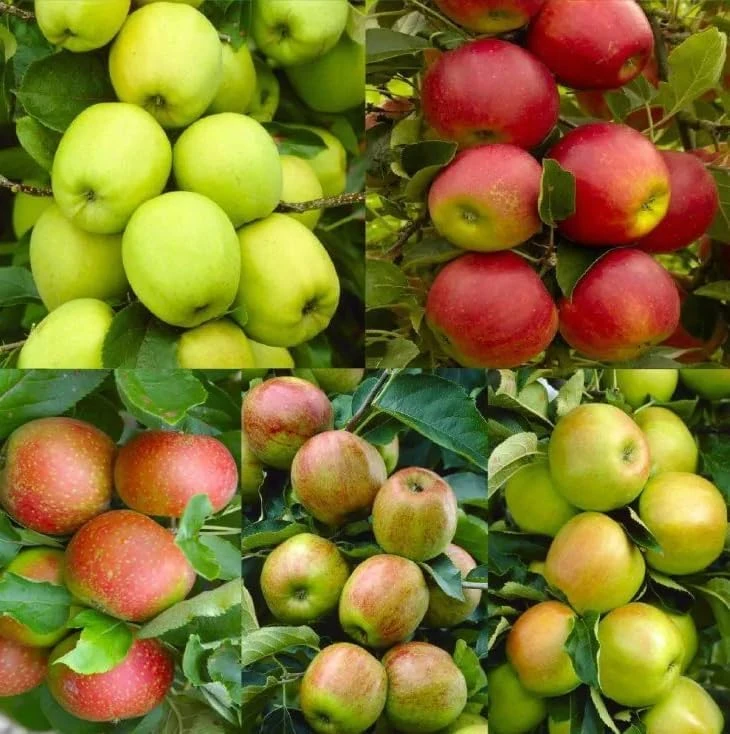 Live Apple Tree Starter Plant – Random Variety, 6-12 Inches Tall – Fruit Tree - Image 3