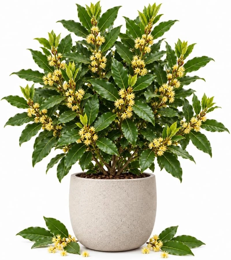 Live Bay Leaf Tree - Bay Laurel Herb Plant, 4-7 Inch Tall, Indoor/Outdoor - Image 1