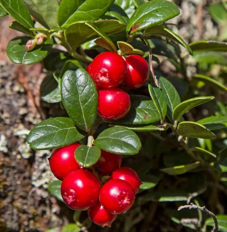 Live Cranberry Plant - Small Evergreen Groundcover Vine - Edible Tart Berries - 3-inch Pot - Image 1