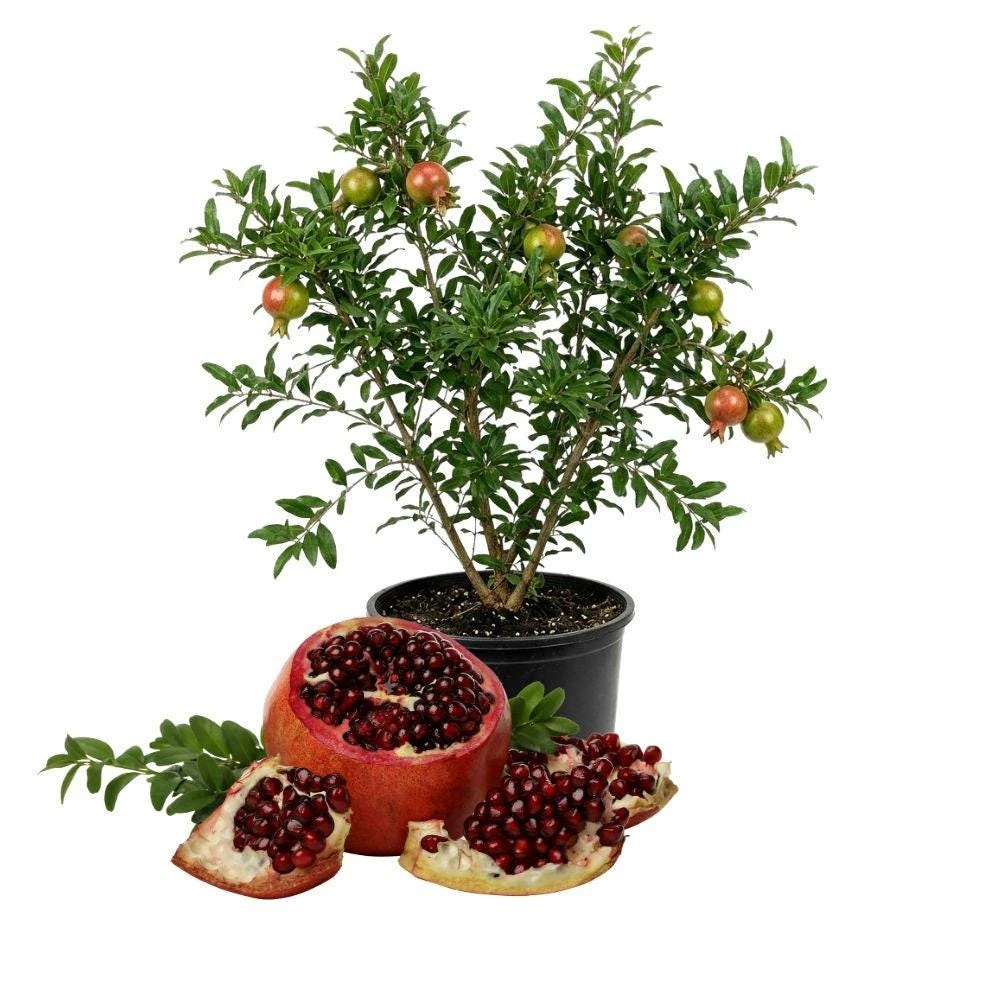 Live Pomegranate Plant – 4-6 in Tall Edible Fruit Tree for Patio - Image 1