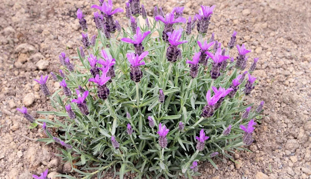 Live Spanish Common Lavender Plant – Deep Purple Flowers – 6" Tall in 5" Pot – Full Sun - Image 1