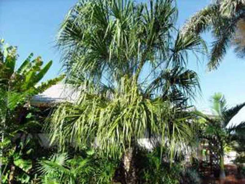 Livistona Decora Ribbon Fan Palm Seeds - 5 Seeds - Grow Your Own Tropical Palm - Image 1