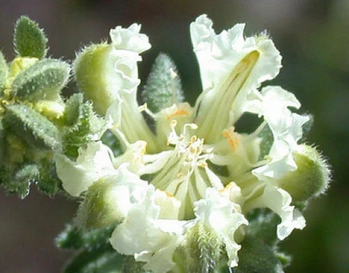 Loasa Filicifolia Seeds - Rare Perennial Vine - 10 Seed Pack - Image 1