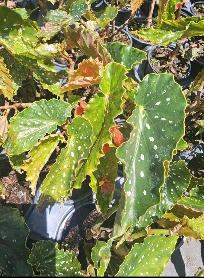 Louis Burke Begonia Live Plant – 7-12" Tall – Potted – Indoor/Outdoor - Image 1