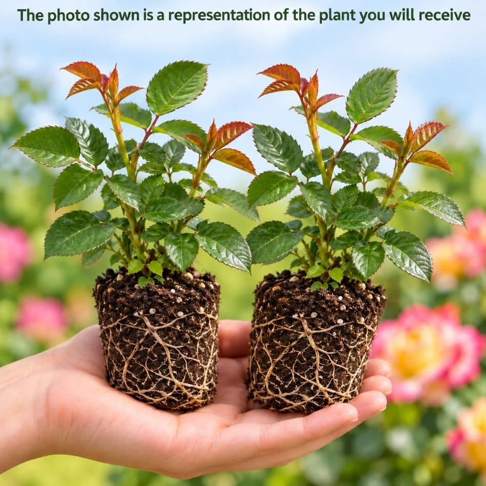 Love Rose Bush Live Plants - 2 Pack, Fragrant Reblooming Shrub, 5-9 Inch Bare Root, Outdoor - Image 3