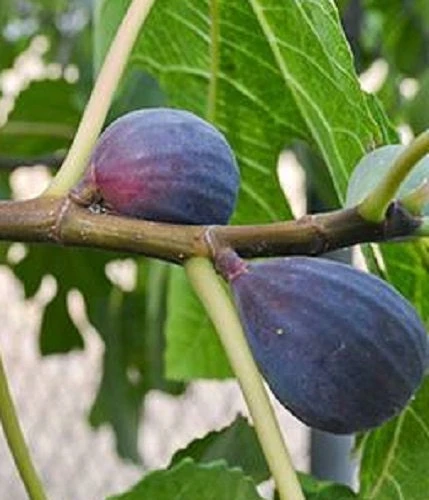 LSU Purple Fig Tree Live Plant - Super Sweet Fruit, Hardy Zones 7-9 - Image 2