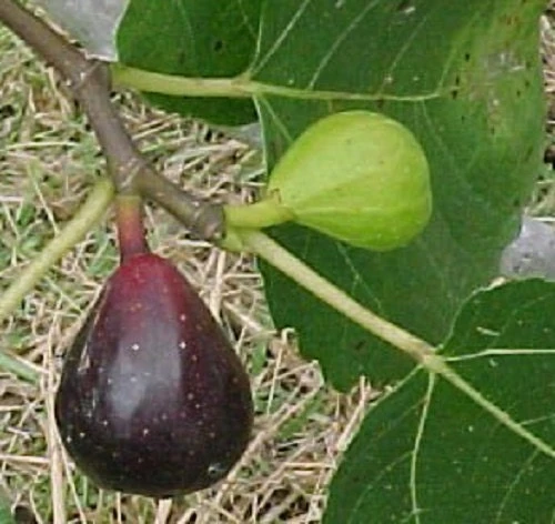 LSU Purple Fig Tree Live Plant - Super Sweet Fruit, Hardy Zones 7-9 - Image 3