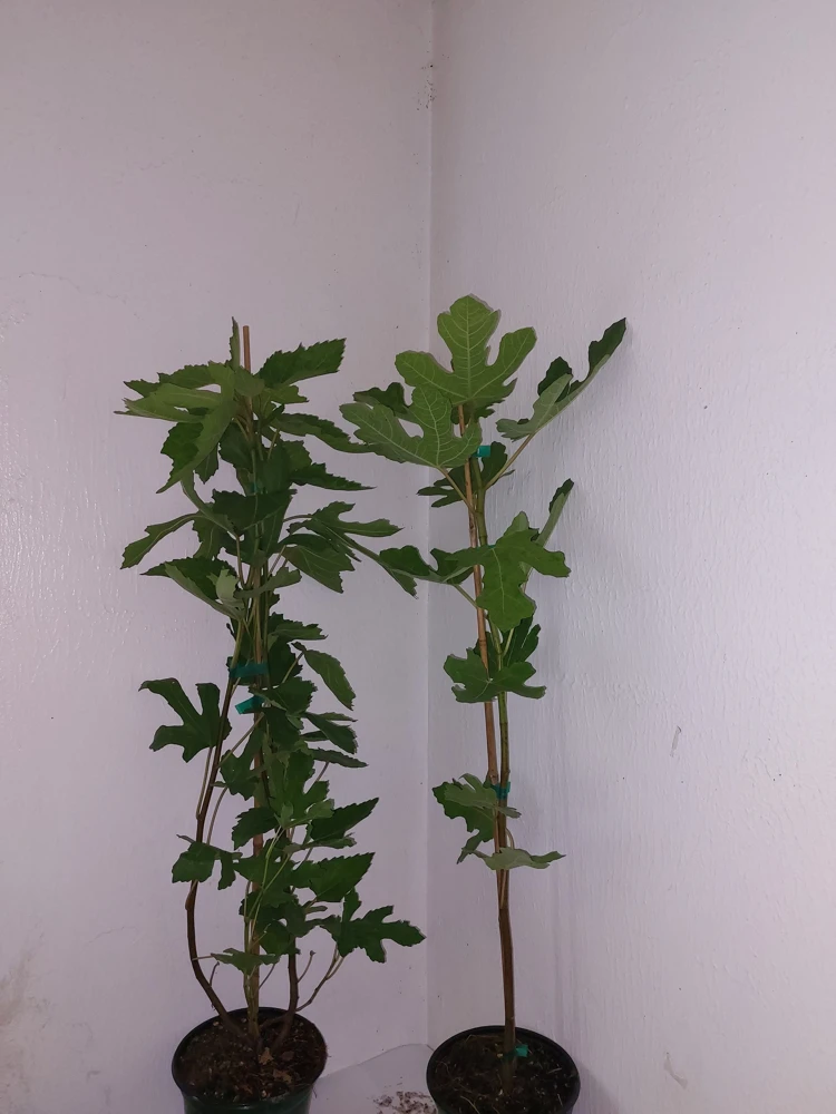 LSU Purple Fig Tree Live Plant - Super Sweet Fruit, Hardy Zones 7-9 - Image 4
