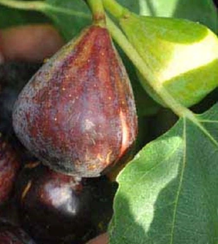 LSU Purple Fig Tree Live Plant - Super Sweet Fruit, Hardy Zones 7-9 - Image 1