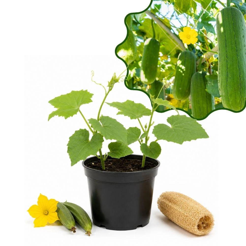Luffa Sponge Live Seedlings - 2 Plants, 4 Inch Pot Starter Loofah Vine - Image 1