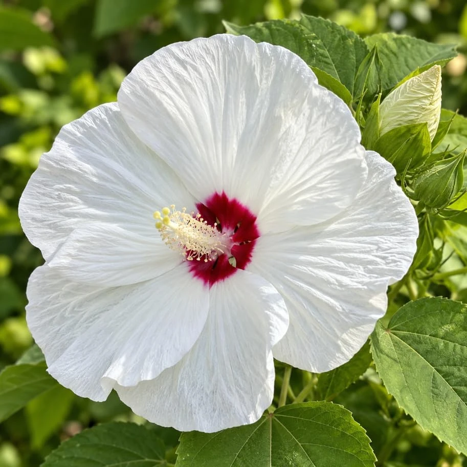 Luna White Hibiscus Live Plant - Dwarf Hardy, 5-7 Inches Tall, Large White Flowers for Outdoor Gardens & Containers - Image 4