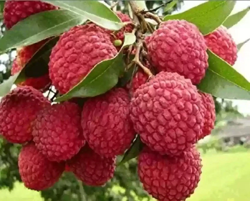 Lychee Tree Live Plant - 6 Inch Seedling - Edible Fruit Outdoor Perennial - Image 1