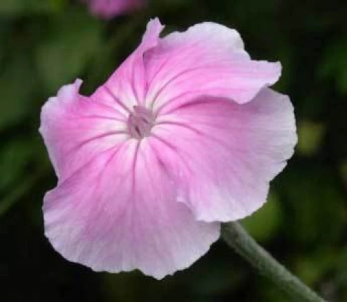 Lychnis Coronaria Oculata Seeds - White Rose Campion Flower Seeds, 10 Count Perennial - Image 1