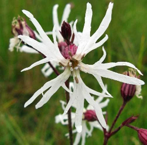 Lychnis Flos Cuculi Alba White Robin Seeds - 10 Perennial Seed Pack - Image 1