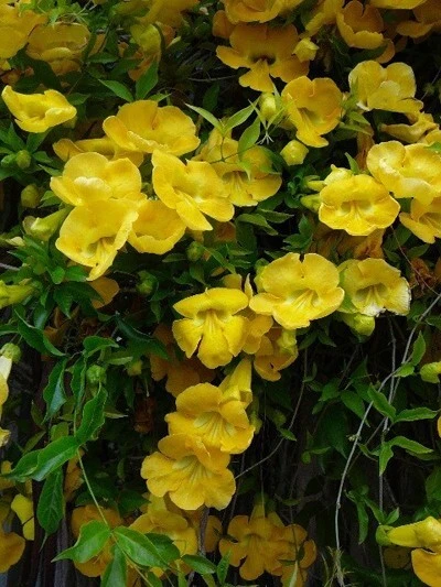 Macfadyena unguis Cats Claw Vine Seeds - 10 Perennial Fast Growing Seeds, Evergreen - Image 1